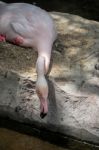 Greater Flamingo (phoenicopterus Roseus) At The Bioparc Fuengiro Stock Photo