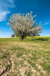 Tree Stock Photo