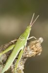 Green Grasshopper (pyrgomorpha Conica) Stock Photo