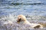 Golden Retriever Splashing In Water Stock Photo