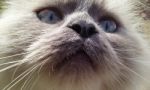 Blue Point Himalayan Cat Stock Photo