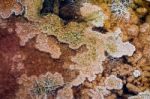 Mammoth Hot Springs Stock Photo