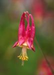 Aquilegia Canadensis Stock Photo