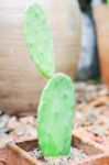 Green Leaves With Red Brick Background Stock Photo