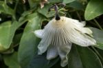 Passion Flower (passifloraceae) Stock Photo