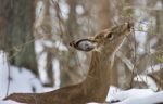 Beautiful Isolated Image With A Wild Deer Eating In The Snowy Forest Stock Photo