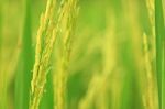 Rice Farm Stock Photo