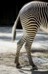 Back Portion Part Of A Zebra Animal Stock Photo