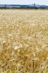 Wheat Plantation Stock Photo