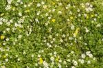 Sunshine Daisies Vibrant Wild Meadow Stock Photo