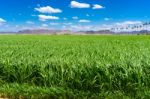 Sudan Field In Yuma Arizona Stock Photo