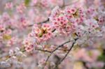 Cherry Blossom Stock Photo