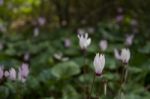 The Cyclamen Blooming In Israel	 Stock Photo