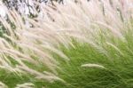 Imperata Cylindrica Beauv Of Feather Grass Stock Photo