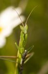 European Dwarf Mantis (ameles Spallanzania) Stock Photo