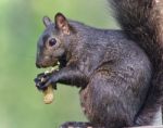 Picture With A Funny Black Squirrel Eating Nuts Stock Photo