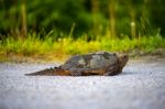 Common Snapping Turtle Stock Photo