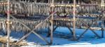 Stockfish Or Fish Drying In South Korea Stock Photo