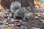 Squirrel Stock Photo