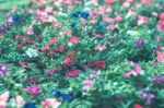 Colorful Flowers For Background Stock Photo