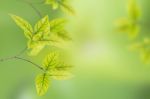 Green Leaves Stock Photo