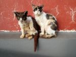 Two Cats Over A Red Wall Stock Photo