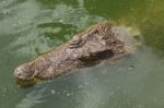 Crocodile Breeding Farm In Siem Reap, Cambodia Stock Photo