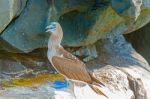 Blue Footed Booby In Galapagos, Ecuador Stock Photo