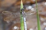 Keeled Skimmer Dragonfly Stock Photo