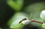 Hoverfly Stock Photo