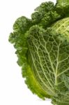 Fresh Savoy Cabbage Stock Photo