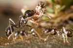 Worker Ants Stock Photo