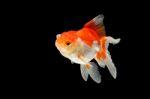 Oranda Gold Fish Isolated  Stock Photo