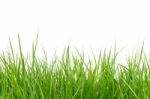 Green Grass Isolated On White Background Stock Photo