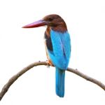 White-throated Kingfisher Isolated Stock Photo