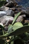 Succulents That Grow Wild On The Rocks F Stock Photo