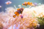 Cartoon Fish Near Sea Anemone Stock Photo