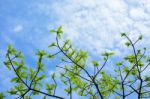 Spring Leaves Stock Photo