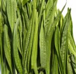 Ribwort Plantain Stock Photo