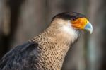 Crested Caracara Stock Photo