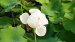 White Lotus Flower Stock Photo