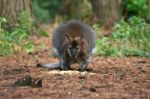 Wallaby Stock Photo