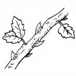 Hand Drawn A Branch With Leaf And Thorn- Illustration Stock Photo