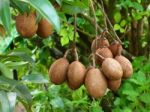 Tropical Fruit, Sapodilla Stock Photo