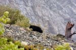 American Black Bear (ursus Americanus) Stock Photo