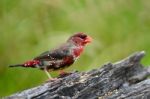 Juvenile Male Red Avadavat Stock Photo