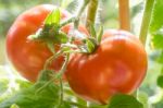 Ripe Tomatoes Growing Closeup Stock Photo