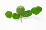 Bergamot Kaffir Lime Herb Fresh Ingredient Isolated On White Stock Photo