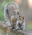 Isolated Photo Of A Funny Squirrel Looking Stock Photo