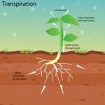 Transpiration Stock Photo